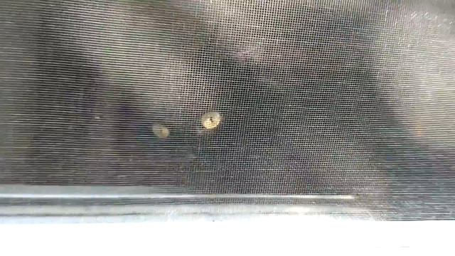 Cats: Gucci and Louis peeking out of the windows on a fall day.🍁🍁🍁😻😻 смотреть онлайн