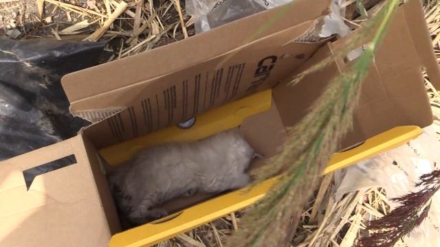 A Box & A Bag Of Dead Kittens Under The Rouge Bridge смотреть онлайн