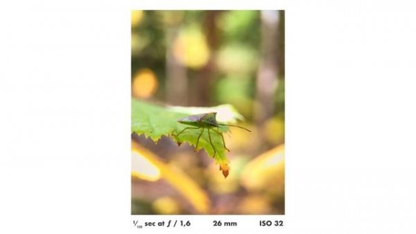 Smartphone Macro Photography with the Kase Master Macro Lens