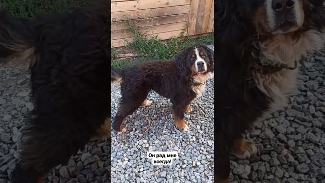 Счастливый пёс! смотреть онлайн