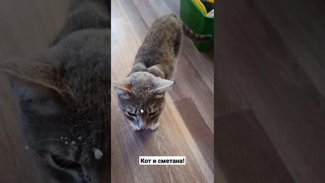 Кот и сметана! смотреть онлайн