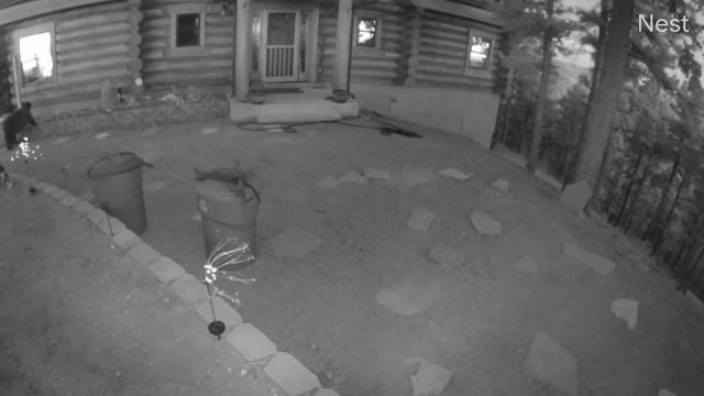 Bear looking at me through the window May 12, 2022 #CaughtOnNestcam смотреть онлайн