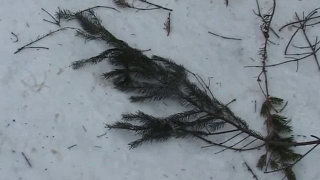 За три недели до Нового года на центральной площади города появился главный атрибут праздника смотреть онлайн