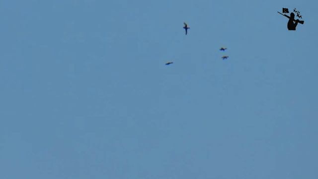 PASBAŞ PATKA ÖRDEĞİ-(Ferruginous Duck-Aythya Nyroca) смотреть онлайн