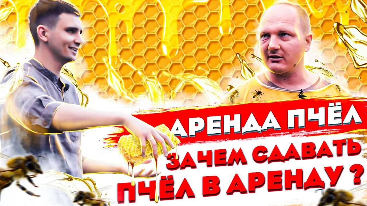 Аренда Пчёл. Зачем Сдавать Пчёл в Аренду, и сколько на Этом можно заработать? Арендапчёл.рф смотреть онлайн