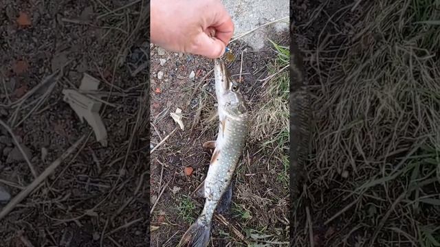 вышел испытать новую плетенку и вот щука смотреть онлайн