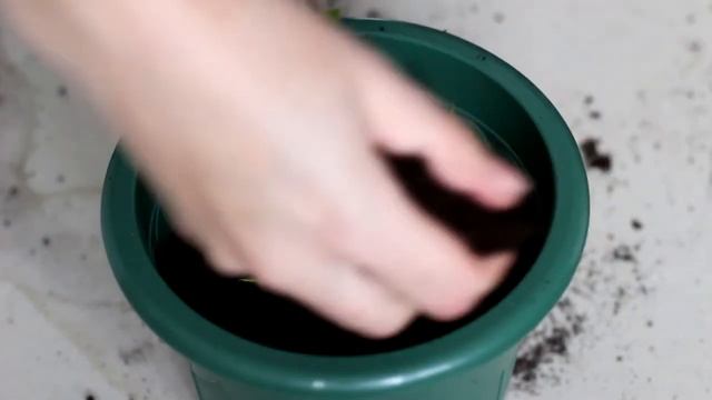 Как вырастить мяту на подоконнике смотреть онлайн