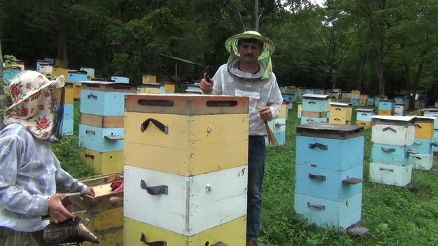 500+ Закончилась липа. Снимаем корпуса с мёдом. смотреть онлайн