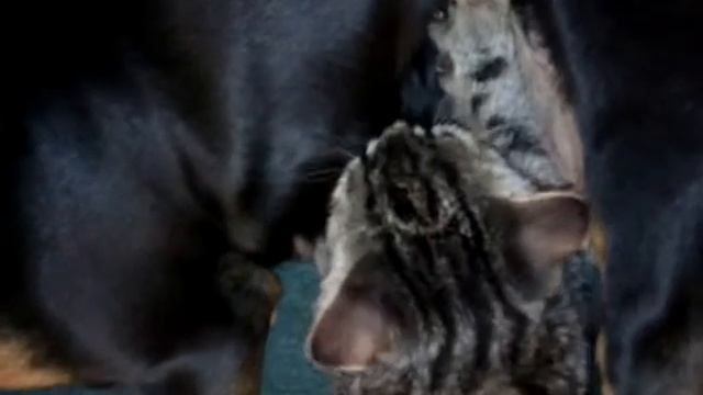 Собака кормит кота