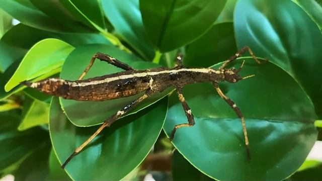 видео для выставки