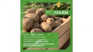 DokaGene о семенном картофеле сортов ПРАЙМ и ФЛАМИНГО
