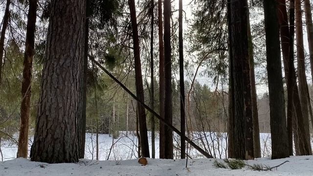 ПОЧЕМУ ТВОЯ БАБА ЗДЕСЬ ГАВКАЕТ?... | Истории из жизни. смотреть онлайн