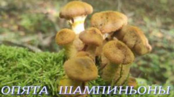 №950/ ЧУДЕСНАЯ поездка в ЛЕС по ГРИБОЧКИ