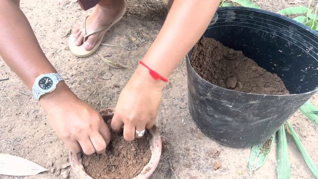 Techniques for growing June Plum with Wax Apple quickly produce more fruit смотреть онлайн