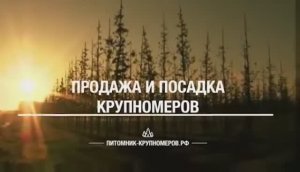 Питомник хвойных и лиственных растений.