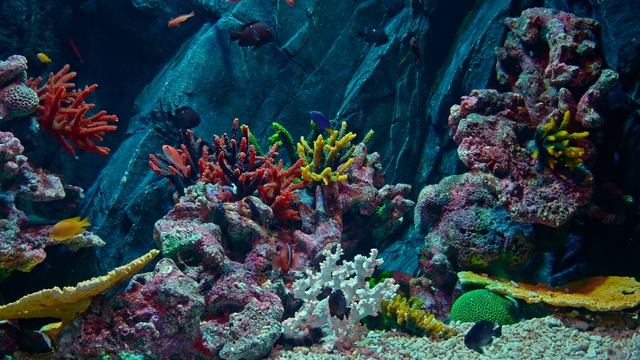 Best 4K HDR Aquarium - Perfect for relax Screensaver - Sequence 151 [1 Hour] смотреть онлайн