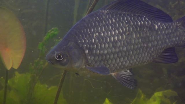 Зрение рыб. Часть 2.