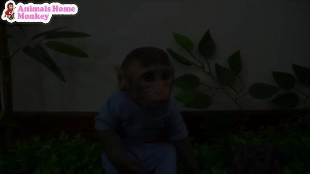 🐒Master chef Monkey Bi Bon harvests fruit and makes hamburgers | Animal HT смотреть онлайн