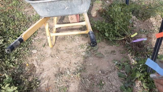 Саженцы роз - принимаем заказы на саженцы роз в интернет магазине - Rozarium.biz