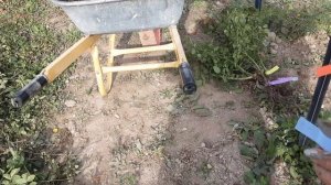 Саженцы роз - принимаем заказы на саженцы роз в интернет магазине - rozarium.biz