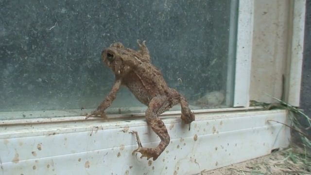 BEWARE OF PEEPING TOM TOADS смотреть онлайн