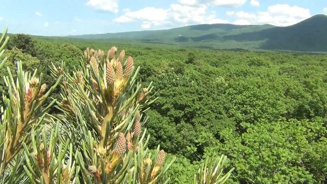 500+ А Вы видели как цветет кедр? смотреть онлайн