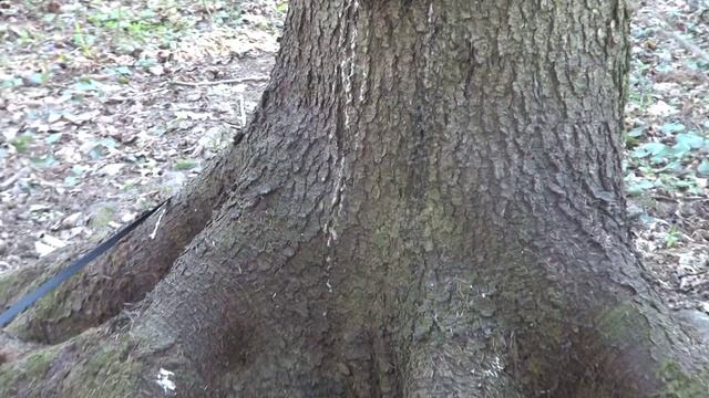 ЕНОТ КОКОС НА ПРОГУЛКЕ.) смотреть онлайн