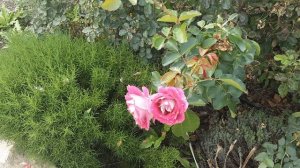 Осенние работы в розарии Питомник Роз Полины Козловой rozarium.biz