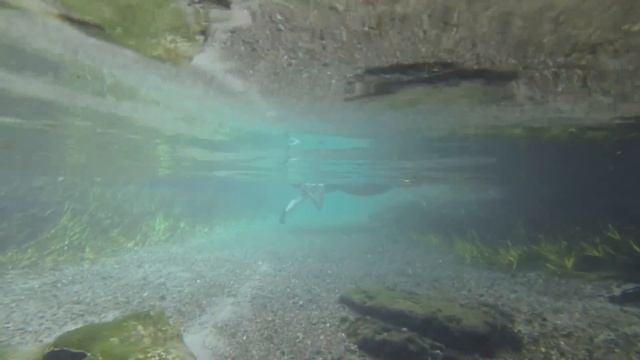 Kelly Park Rock Springs Wekiva in Apopka, FL смотреть онлайн