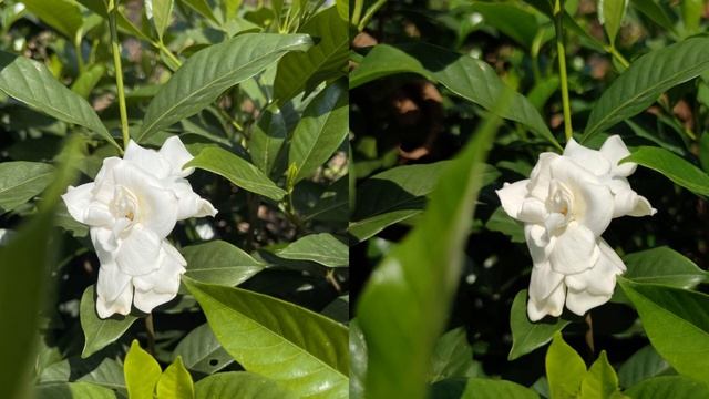 Camera iPhone 12 Pro Max vs Xiaomi Mi 10T Pro. Bagus Yang Mana смотреть онлайн
