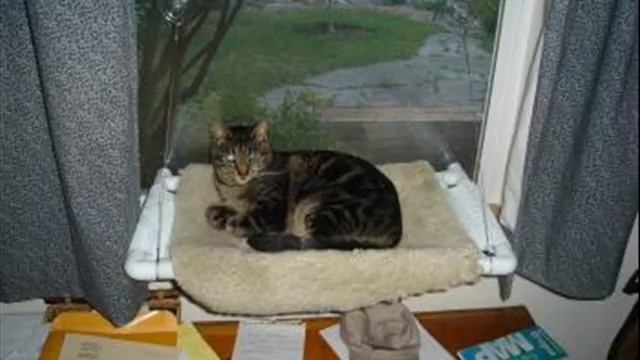 KITTY COT - World's Best Cat Bed Window Perch смотреть онлайн