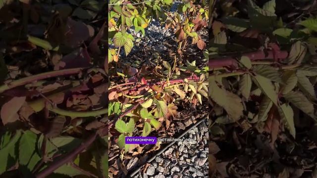 КАК УКРЫВАТЬ ЕЖЕВИКУ НА ЗИМУ смотреть онлайн