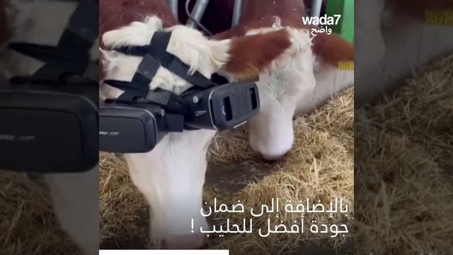 ماذا تفعل هذه الأبقار بنظارات الواقع الافتراضي ؟ смотреть онлайн