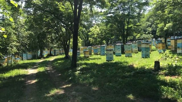 500+ Обзор пасеки. смотреть онлайн