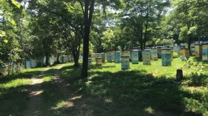 500+ Обзор пасеки.