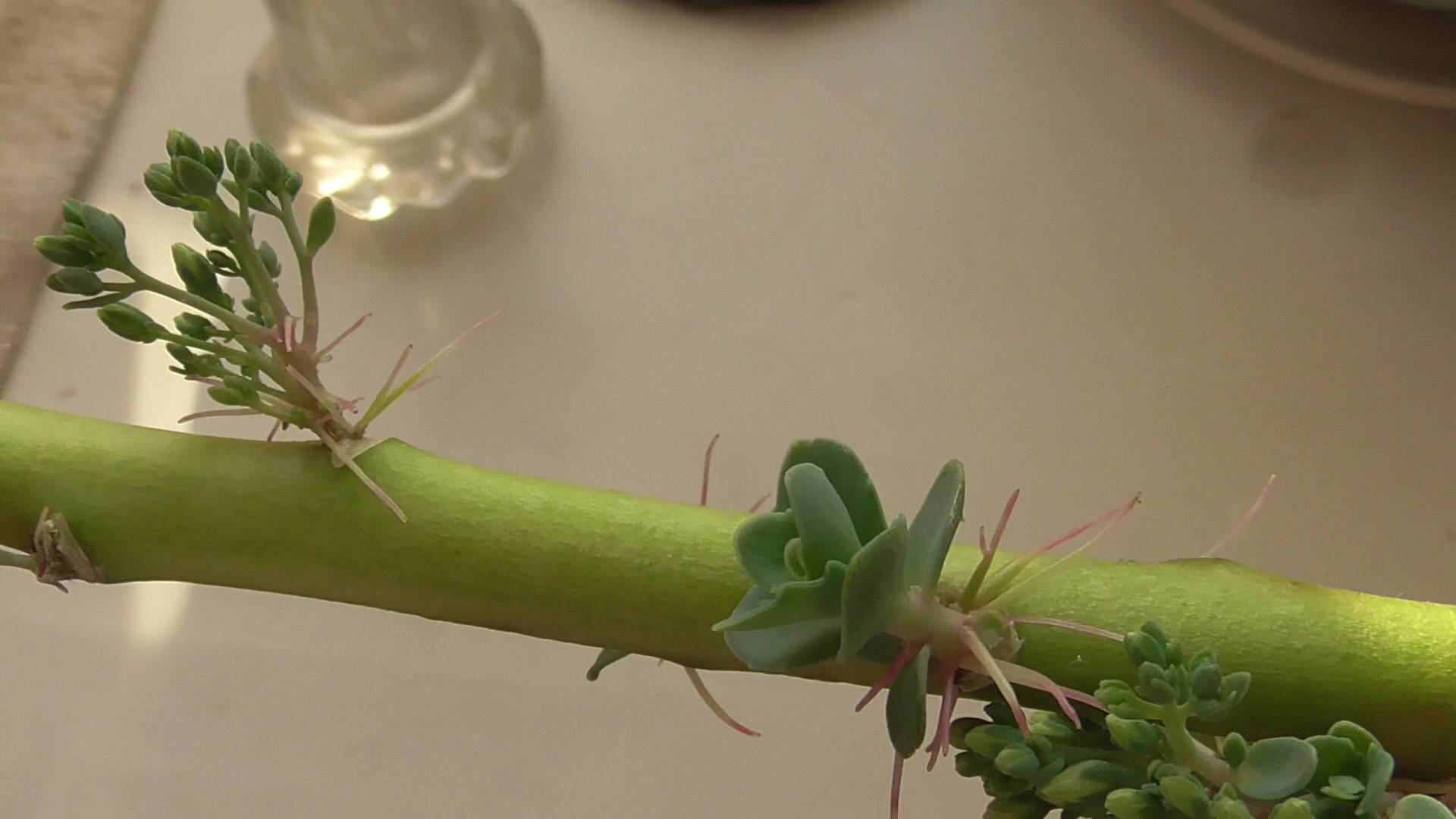 Как размножить очиток детками. Часть 1.