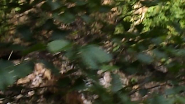 DSCN5720Лотосовый рай  Гуамское ущелье июль 2022