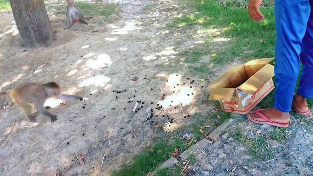 Feeding Java plum wild black plum rose apple to my mankey friend helping poor Street dogs смотреть онлайн