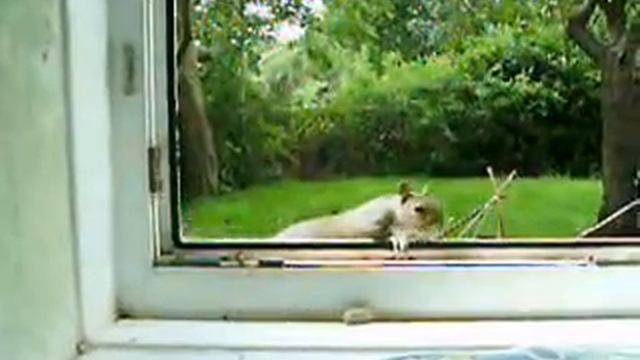 The squirrel and the open window... смотреть онлайн