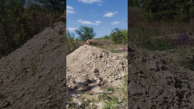 Гадкий лис.