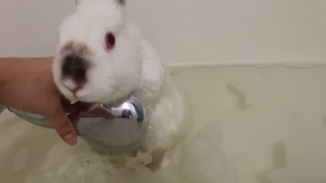 Bunny takes a bath / Кролик принимает ванну *-* смотреть онлайн