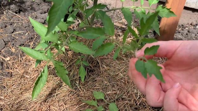 Увеличиваю урожай или как пасынковать помидоры чтобы не отщипнуть лишнего смотреть онлайн