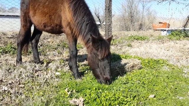 LITTLE VALENTINA CHEWS GREEN GRASS WITH A BIG APPETITE || horses, DONKEYS and Katrin Super Life смотреть онлайн