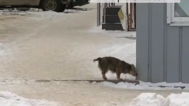 Новозыбков все еще в осаде бродячих псов, справиться в проблемой коммунальщики пока не могут смотреть онлайн