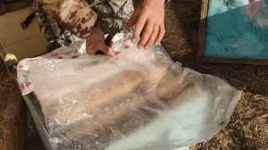 500+ Выставили пчел. Проблемные семьи и резервные матки.