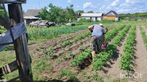 Мотоблок Агат. Первое окучивание картошки мотоблоком Агат.