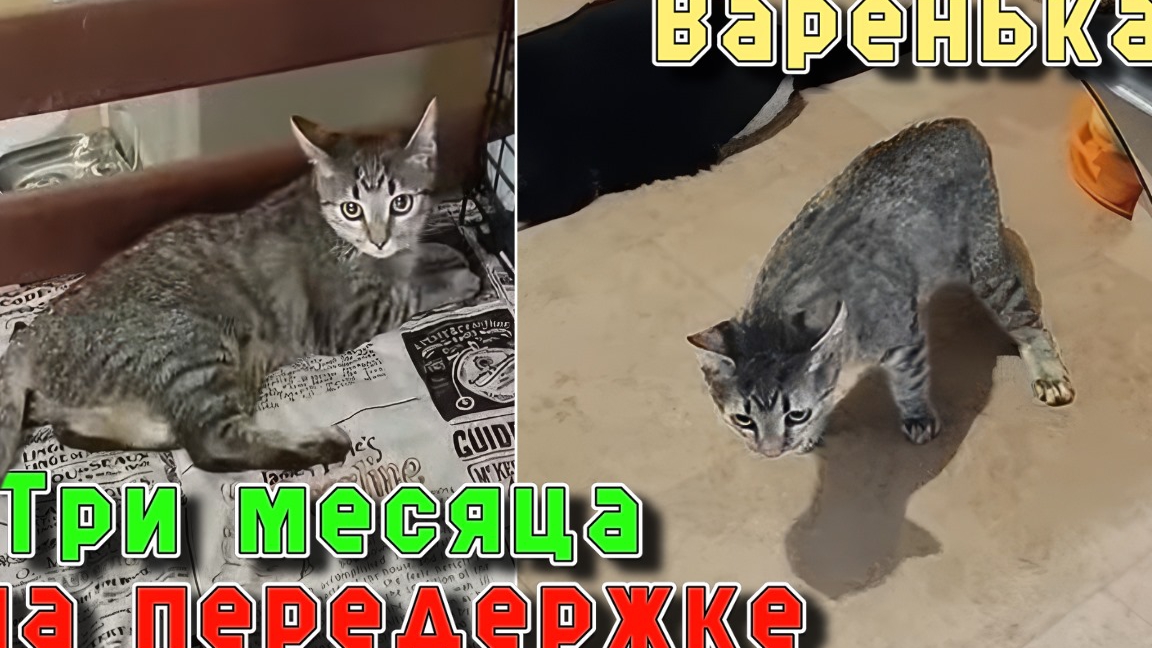 Варенька. Три месяца на передержке. смотреть онлайн