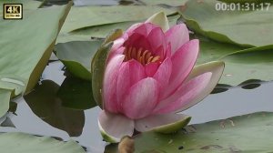 Музыка -  из к/ф. Дом с лилиями. Играет Иван Тиссен.Video UHD. 4K  W.Zaft.