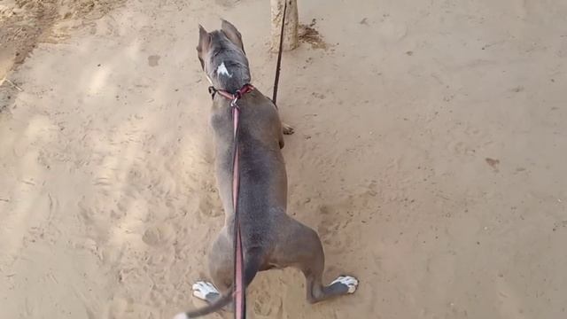 💪Bella💪 vs Shana /playing ,morning time (tiger pets care Sikar) смотреть онлайн