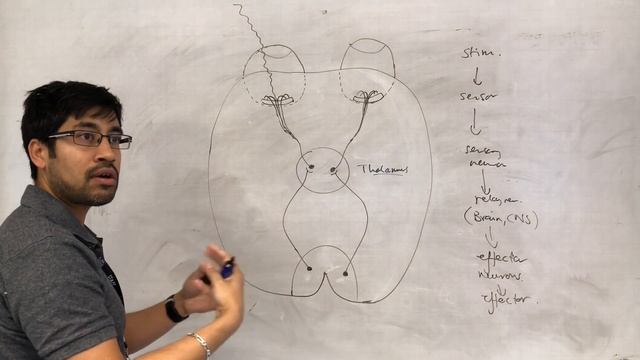 SNAB topic 8: visual development critical period смотреть онлайн